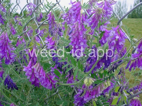 vetch, hairy